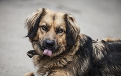 Estrela Mountain Dog in Funny Mood