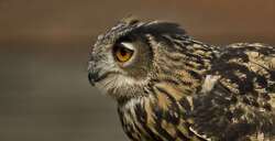Eurasian Eagle Owl Bird Wallpaper