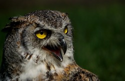 Eurasian Owl Image