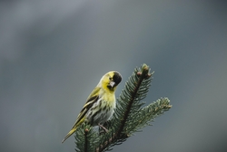 Eurasian Siskin Sitting on Leaves