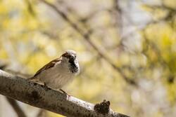 Eurasian Sparrow Sitting on Tree Branch
