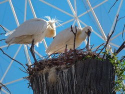 Eurasian Spoonbill In Nest 5K Image