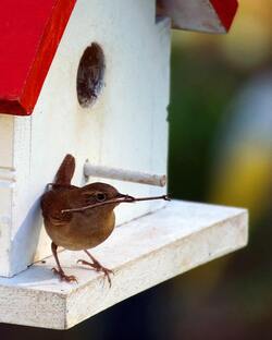 Eurasian Wren Bird Photography