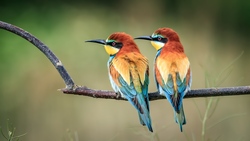 European Bee Eater Birds on Branch Tree