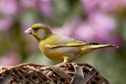 European Greenfinch Bird Close Up Photo