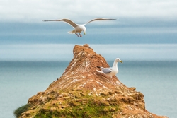 European Herring Gull Bird Photography