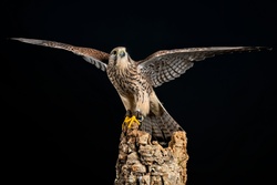 European Kestrel Giant Wings