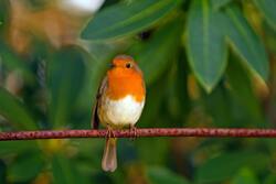 European Robin Bird 4K Photography