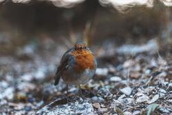 European Robin Bird 5K Photo