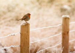 European Robin Bird Sitting on Fence