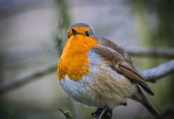 European Robin Bird Sitting on Tree