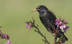 European Starling Bird on Branch