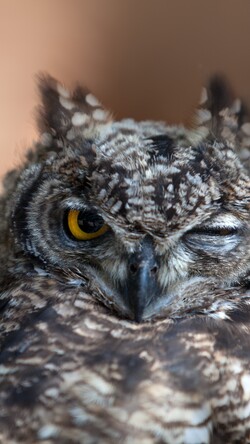 Eye Blinking Owl Image
