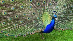 Fabulous Peacock Ultra HD Wallpaper