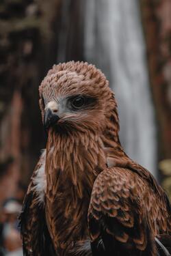 Falcon Baby Bird Photo