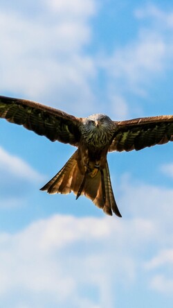 Falcon Bird Flying in Sky