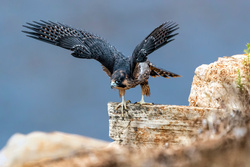 Falcon Bird Ready to Fly