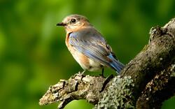 Famous Bird Photo