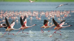 Fantastic Flamingos Group HD Wallpaper