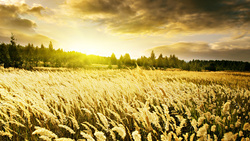 Farm With Lovely View