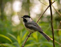 Finch Bird Photography