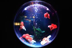 Fish Inside Glass Bowl