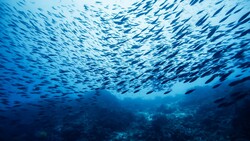 Fish School in Indian Ocean