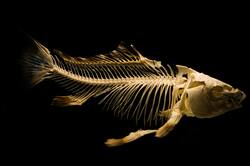 Fish Skelton with Black Background
