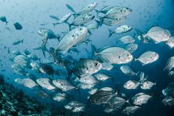 Fishes in Blue Ocean Photo