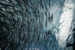 Fishes in Sea Ultra HD Wallpaper