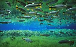 Fishes in Underwater World