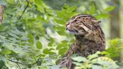 Fishing Cat Looking For Predator