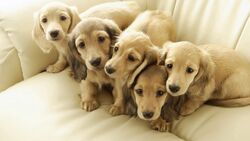 Five Puppies Sitting on Bed