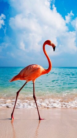 Flamingo Bird at Beach