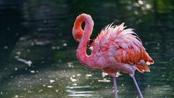 Flamingo Bird in River