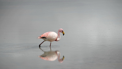 Flamingo Bird in Water 4K Wallpaper