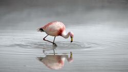 Flamingo Bird On Lake Water