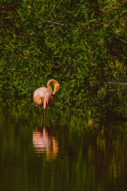 Flamingo Bird Standing in Water Mobile Wallpaper