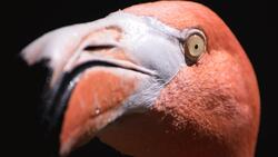 Flamingo Closeup Photography 4K