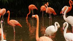 Flamingo Drinking in Lake 4K Wallpaper