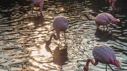 Flamingo Feeds Fish in Lake Photo