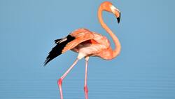 Flamingo in Lake Photo
