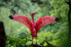 Flamingo Spreading His Wings