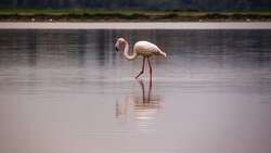 Flamingo Standing In The Middle of Lake 4K Pic