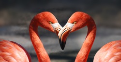 Flamingo with Long Beak CloseUp Photo
