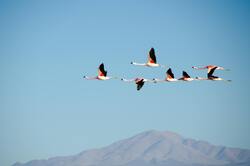 Flamingos Flying in Sky Photo