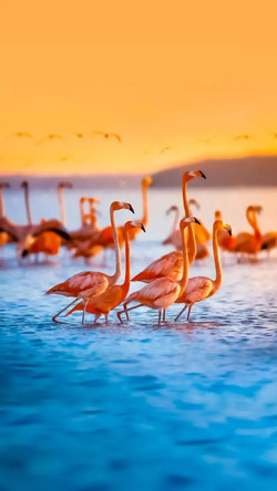 Flamingos in Lake