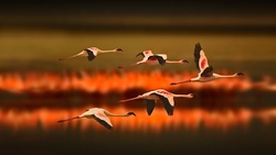 Flaminos Birds Flying in Group HD Photo