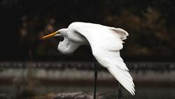 Flock Heron 4K Photo