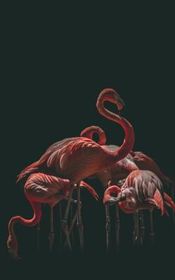 Flock of Flamingos Mobile Photo